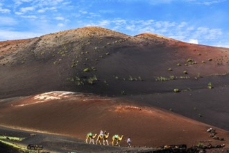 Ride on the Camellos, Timanfaya National Park Fire Mountains, Montanas del Fuego, Lanzarote, Canary