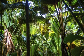 Vallée de Mai, Praslin, Seychelles, Praslin, Seychelles