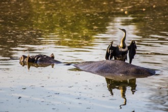 Hippo with cormorant, Hippo lodge in Mlilwane Wildlife Sanctuary, Swaziland - eSwatini, South
