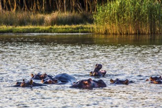 Hippos in the evening light, Lake St Lucia, iSimangaliso Wetland Park, South Africa