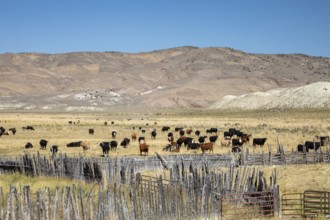 Austin, Nevada - Cattle grazing on a ranch on north central Nevada