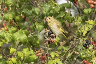 Eurasian greenfinch (Chloris chloris) adult bird in a hedgerow feeding on blackberries in summer,