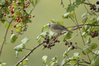 Eurasian blackcap (Sylvia atricapilla) adult bird in a hedgerow with blackberries in summer,