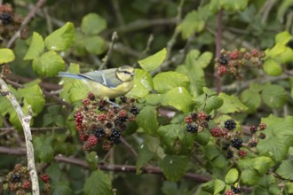 Blue tit (Cyanistes caeruleus) adult bird in a hedgerow on blackberries in summer, England, United
