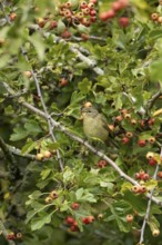 Common chiffchaff (Phylloscopus collybita) adult bird in a Hawthorn hedgerow with red berries in