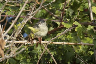 Eurasian blackcap (Sylvia atricapilla) adult male bird in a hedgerow in summer, England, United