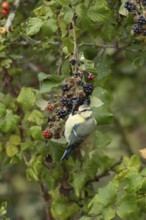 Blue tit (Cyanistes caeruleus) adult bird in a hedgerow on blackberries in summer, England, United