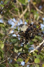 Eurasian blackcap (Sylvia atricapilla) adult male bird on blackberries in a hedgerow in summer,