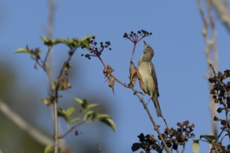 Eurasian blackcap (Sylvia atricapilla) adult female bird in a hedgerow with Elder tree berries in