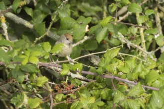 Eurasian blackcap (Sylvia atricapilla) adult female bird in a hedgerow in summer, England, United