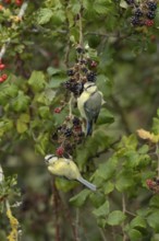 Blue tit (Cyanistes caeruleus) two adult birds in a hedgerow on blackberries in summer, England,