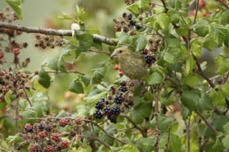 European greenfinch (Chloris chloris) adult bird in a hedgerow feeding on blackberries in summer,
