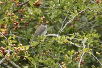 Eurasian blackcap (Sylvia atricapilla) adult female bird in a Hawthorn hedgerow with red berries in