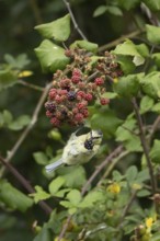 Blue tit (Cyanistes caeruleus) adult bird in a hedgerow feeding on blackberries in summer, England,