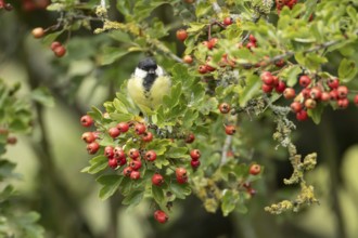 Great tit (Parus major) adult bird in a Hawthorn hedgerow with red berries in summer, England,