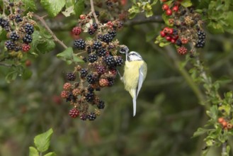 Blue tit (Cyanistes caeruleus) adult bird in a hedgerow feeding on blackberries in summer, England,