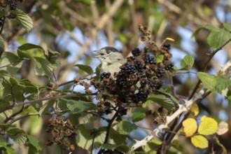 Eurasian blackcap (Sylvia atricapilla) adult male bird on blackberries in a hedgerow in summer,