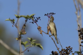 Eurasian blackcap (Sylvia atricapilla) adult female bird in a hedgerow feeding on Elder tree