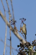 Eurasian blackcap (Sylvia atricapilla) adult female bird in a hedgerow feeding on Elder tree