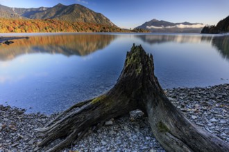 Mountain lake, reflection, morning light, mountains, shore, root, autumn, autumn discoloration,