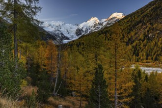 Larch, larch forest, autumn color, autumn, mountains, glaciers, sunrise, Morteratsch valley,