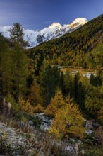 Larch, larch forest, autumn color, autumn, mountains, glaciers, sunrise, Morteratsch valley,