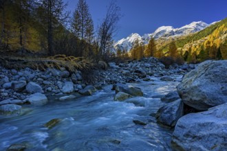 River, larch forest, autumn color, autumn, mountains, glaciers, morning light, Morteratsch Valley,