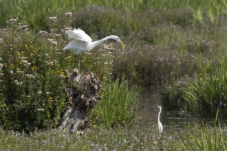 Great white egret (Ardea alba) adult bird on a tree stump amongst summer flowers looking down at a
