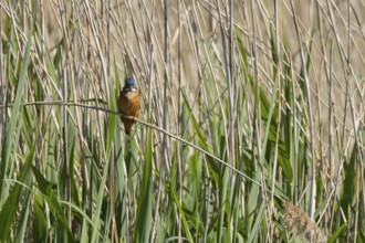 Common kingfisher (Alcedo atthis) adult bird on a reed plant stem, England, United Kingdom