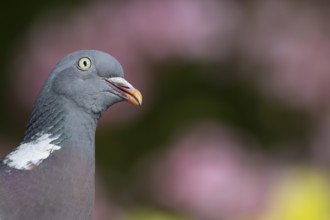 Wood pigeon (Columba palumbus) adult bird head portrait, England, United Kingdom