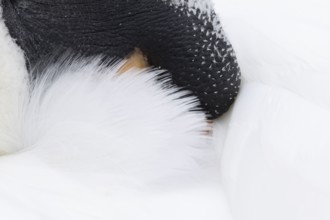 Mute swan (Cygnus olor) adult bird sleeping, England, United Kingdom