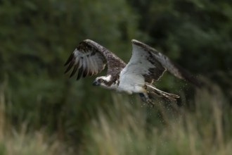 Osprey (Pandion haliaetus) adult bird in flight, England, United Kingdom