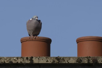 Wood pigeon (Columba palumbus) adult bird on an urban house chimney pot, England, United Kingdom