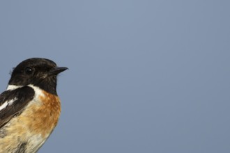 Eurasian stonechat (Saxicola rubicola) adult bird head portrait, England, United Kingdom