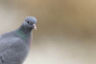 Stock dove (Columba oenas) adult bird head portrait, England, United Kingdom