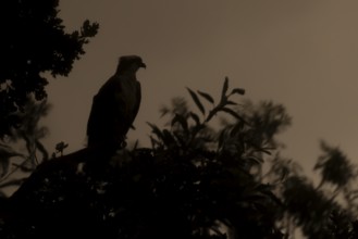 Osprey (Pandion haliaetus) silhouette of an adult bird in a tree at sunset, England, United Kingdom