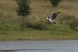 Osprey (Pandion haliaetus) adult bird hovering in flight, England, United Kingdom