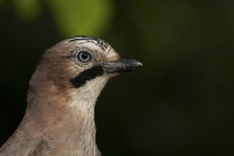 Eurasian jay (Garrulus glandarius) adult bird head portrait, England, United Kingdom