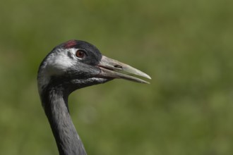 Common crane (Grus grus) adult bird calling, England, United Kingdom