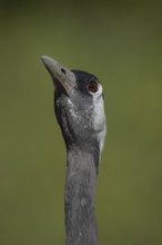 Common crane (Grus grus) adult bird head portrait, England, United Kingdom