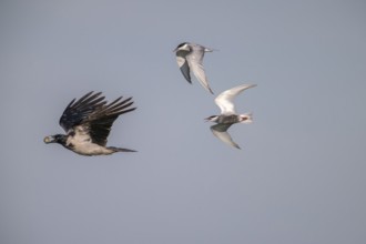 Cloudy crow (Corvus cornix) flying with egg, chased by white-bearded terns (Childonias hybride),