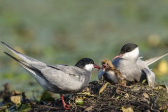 White-bearded terns (Childonias hybride) feeding with young birds on their nest, Danube Delta,