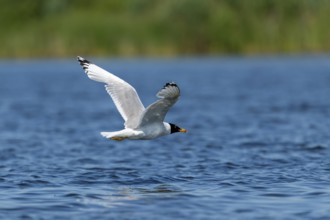 Fish gull (Larus ichtyyaetus), flying, Danube Delta, Romania