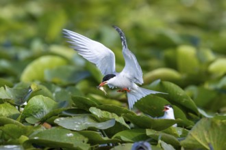 Common tern (Sterna hirundo) flying with fish, Danube Delta, Romania
