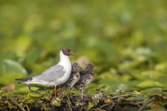 Black-headed gull (Chroicocephalus ridibundus) with young birds, at the nest, Danube Delta, Romania