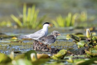 Common tern (Sterna hirundo) with young bird, Danube Delta, Romania