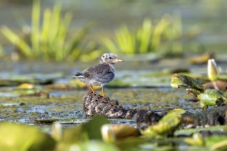 Common tern (Sterna hirundo), juvenile, Danube Delta, Romania