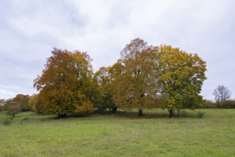 Autumn trees with colorful foliage in a meadow, beech, Swabian Alb Biosphere Reserve,