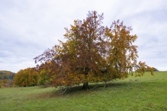 An autumnal tree with colorful leaves on a gentle meadow, beech, Swabian Alb Biosphere Reserve,