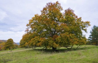 Autumn tree with colorful leaves in a meadow under cloudy sky in a landscape, beech, Swabian Alb
